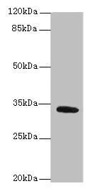 SETD9 antibody