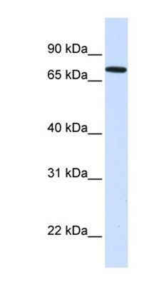 SETDB2 antibody