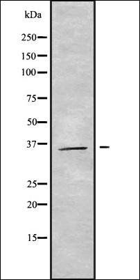 Seven Transmembrane Helix Receptor antibody