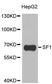 SF1 antibody