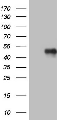 SF3A1 Antibody