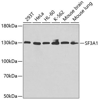 SF3A1 antibody