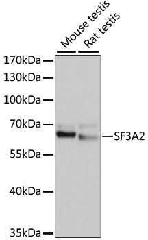SF3A2 antibody