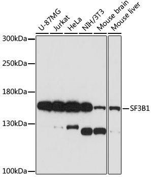 SF3B1 antibody