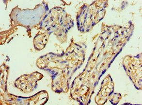 SF3B3 Antibody