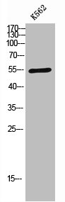 SF3B4 antibody