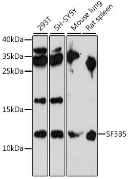 SF3B5 antibody