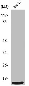 SF3B6 antibody