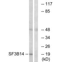 SF3B6 Antibody