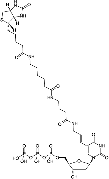 Biotin-16-dUTP