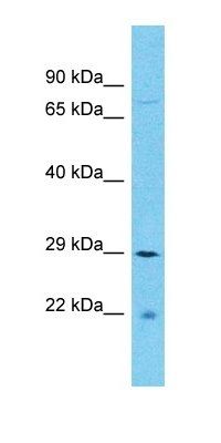 SFR1 antibody