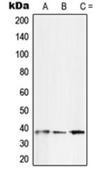 SFRP2 antibody
