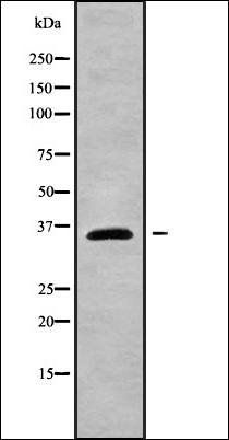 SFRP3 antibody