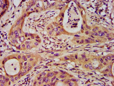 SFRP5 Antibody