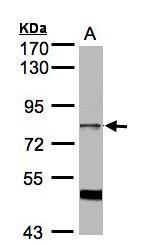SFRS17A Rabbit Polyclonal Antibody