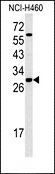 SFRS5 antibody
