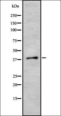 SFRS6 antibody