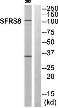 SFRS8 antibody