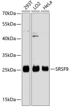 SFRS9 antibody