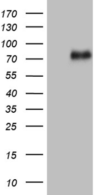 SFRS9 (SRSF9) antibody