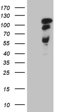 SFRS9 (SRSF9) antibody