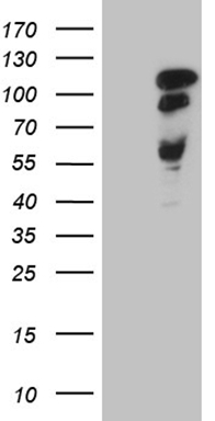 SFRS9 Antibody
