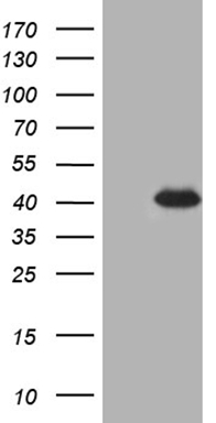 SFRS9 (SRSF9) antibody