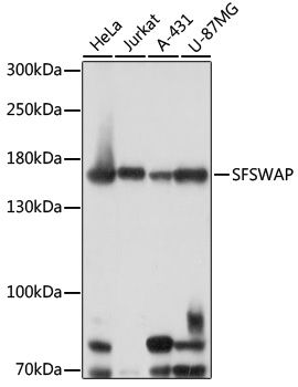 SFSWAP antibody