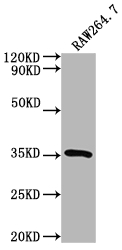 Sftpa1 antibody