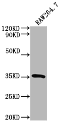 Sftpa1 Antibody