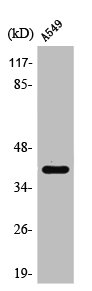 SFTPB Antibody