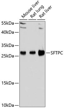 SFTPC antibody