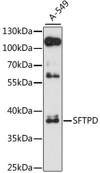 SFTPD antibody