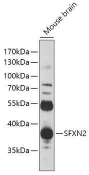 SFXN2 antibody
