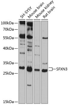 SFXN3 antibody