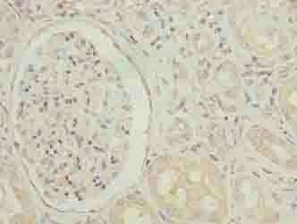 SGCA Antibody
