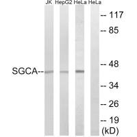 SGCA antibody