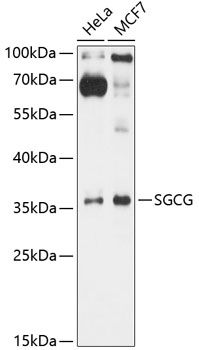 SGCG antibody