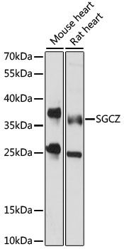SGCZ antibody