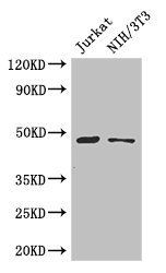 SGK1 Antibody