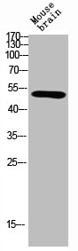 SGK1 Antibody