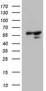 SGK196 (POMK) antibody