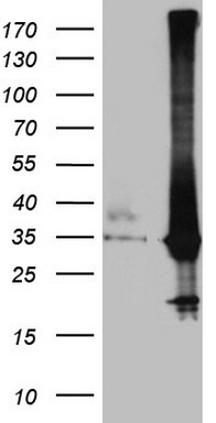 SGK196 (POMK) antibody