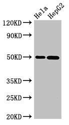 SGMS1 Antibody