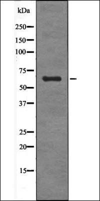 SGO1 (Phospho-Ser14) antibody