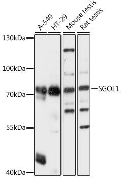 SGOL1 antibody