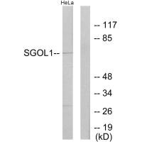 SGOL1 Antibody