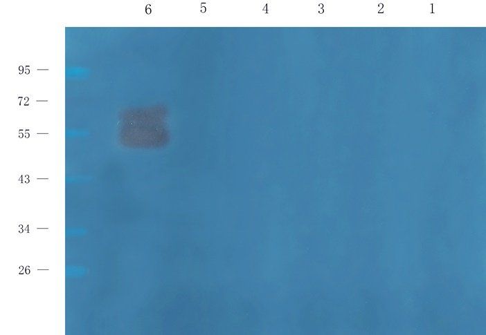 SGPP1 Rabbit Polyclonal Antibody