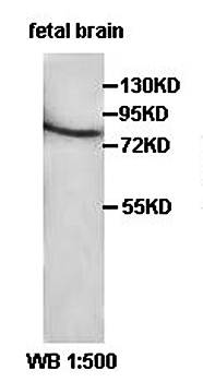 SGSM3 antibody