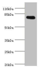 SH2B1 antibody